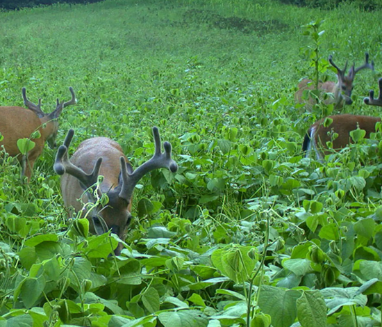 Food Plot Development